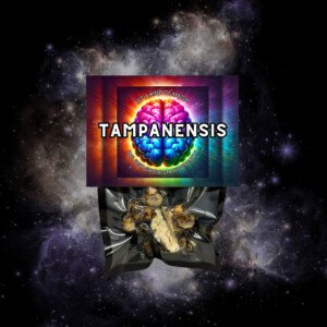 Tampanensis magic truffels verpakking