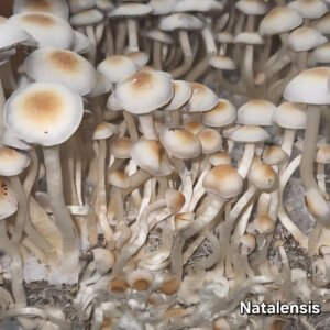 Natalensis - Psilocybe Cubensis - Sporeprint
