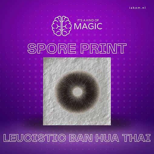 Leucistic Ban Hua Thanon (Ban Hua Thai) – Psilocybe cubensis – Sporeprint - Afbeelding 2