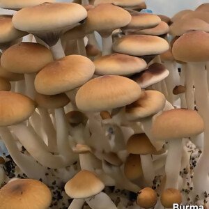 Burma - Psilocybe Cubensis - Sporeprint
