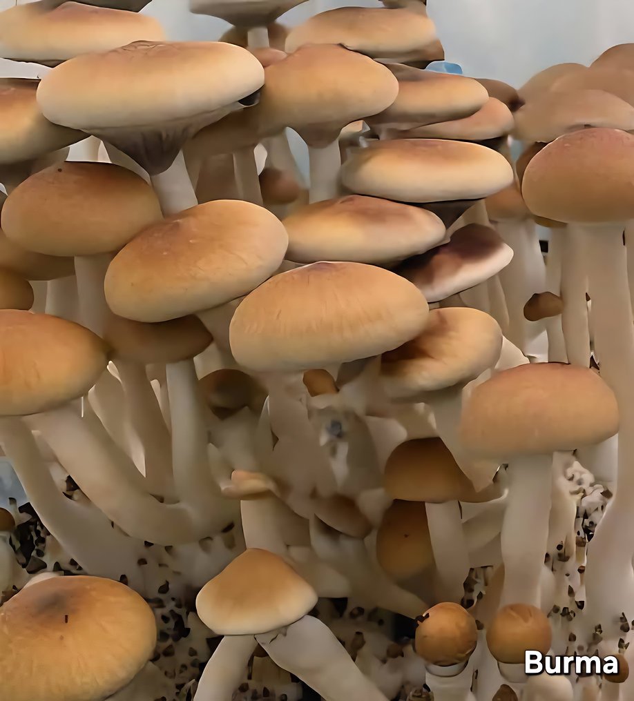 Burma - Psilocybe Cubensis - Sporeprint