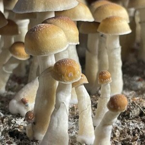 Hillbilly - Psilocybe Cubensis - Sporeprint