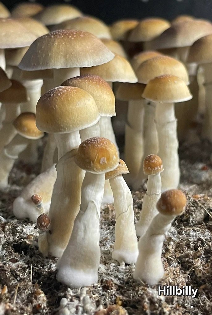 Hillbilly - Psilocybe Cubensis - Sporeprint