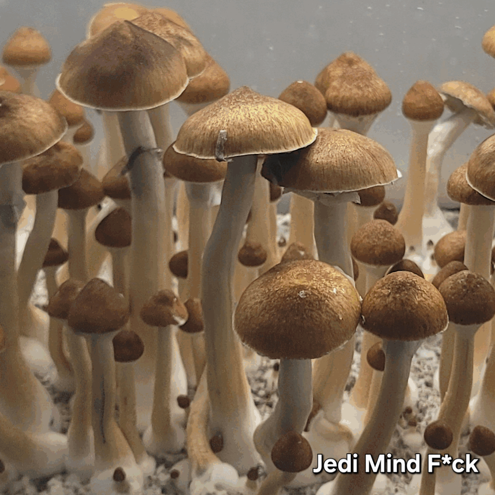 Jedi Mind F*ck - Psilocybe Cubensis - Sporeprint