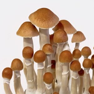 Mckennaii - Psilocybe Cubensis - Sporeprint