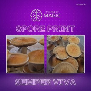 Semper Viva – Psilocybe hoogshagenii var. convexa – Sporeprint