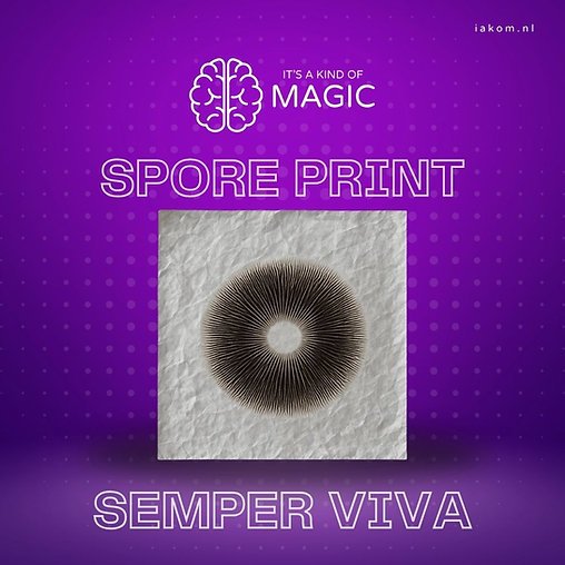 Semper Viva – Psilocybe hoogshagenii var. convexa – Sporeprint - Afbeelding 2