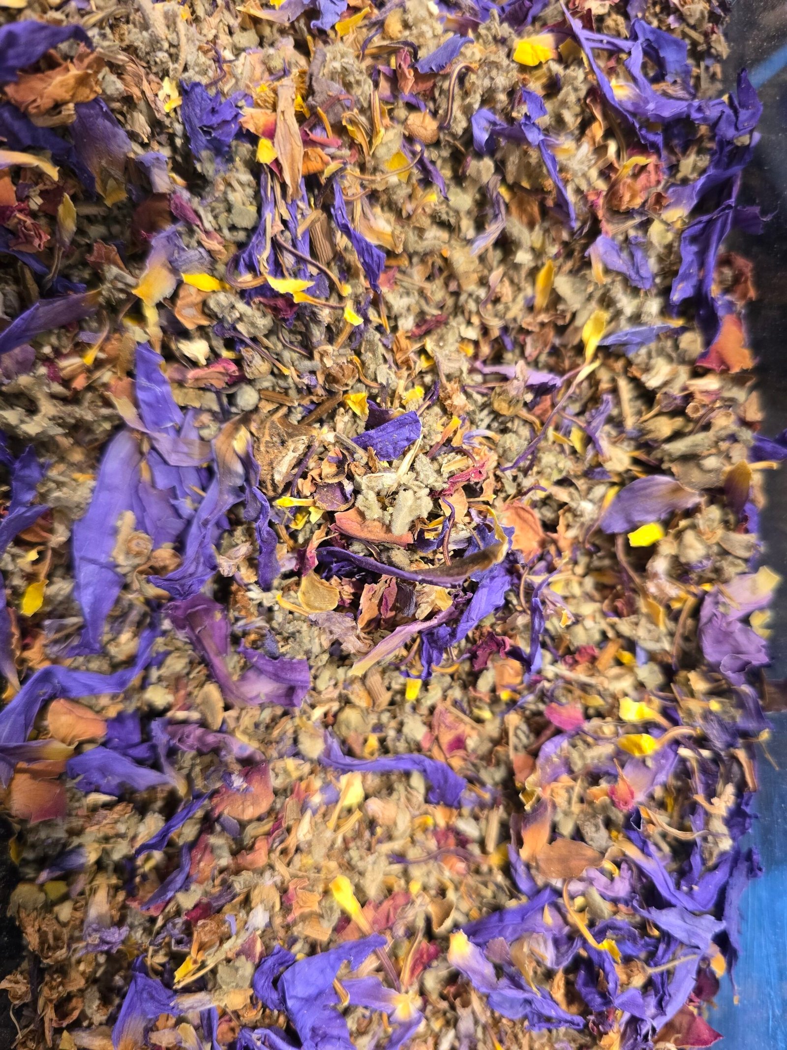 Blueberry - Blauwe lotus Puur - Afbeelding 2